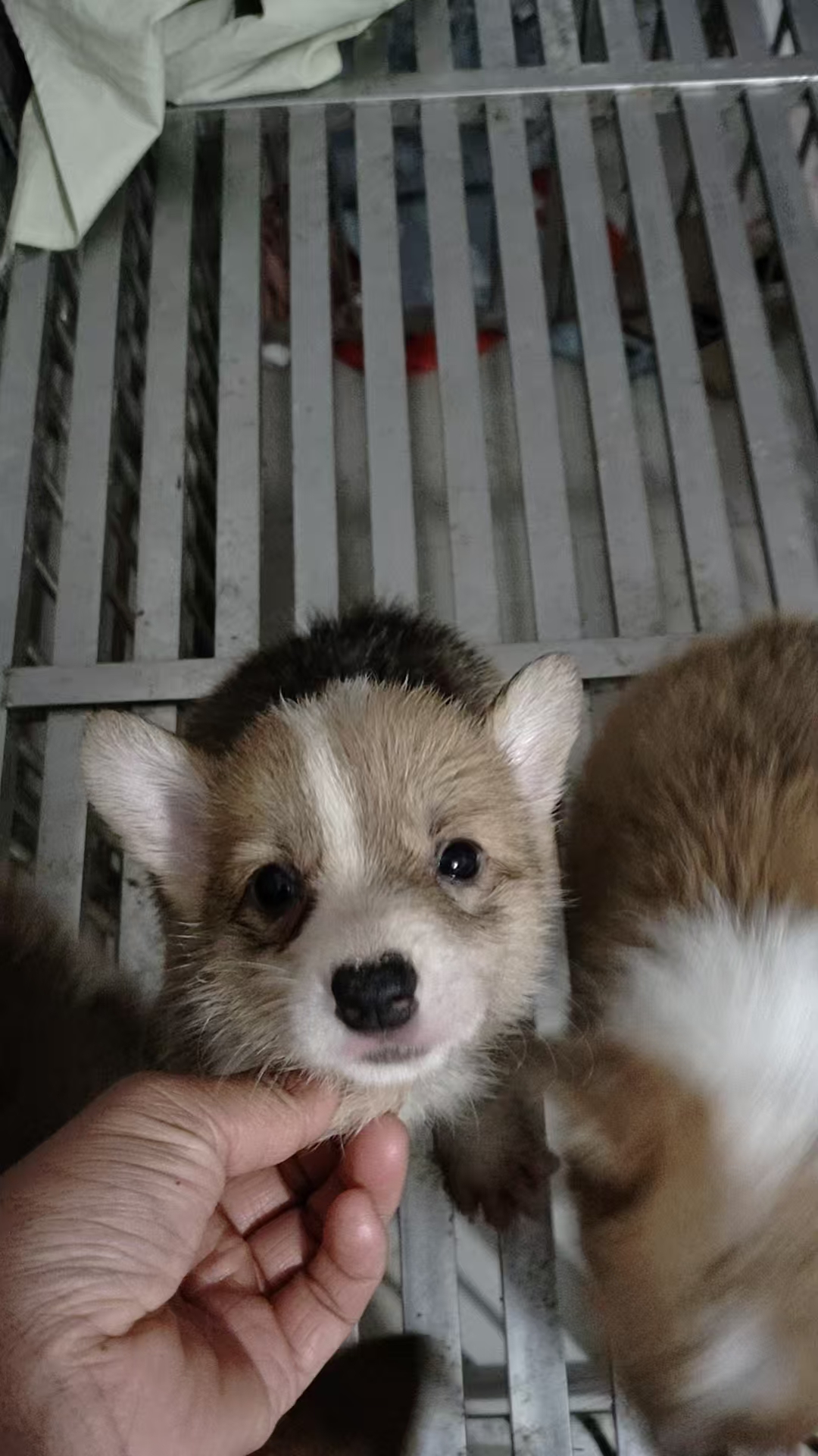 可爱活泼